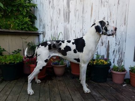 Dog Photo