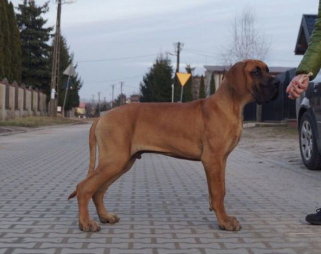 Dog Photo