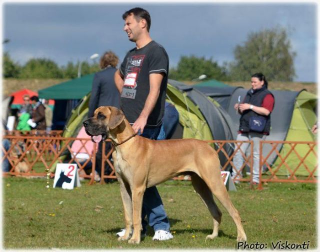 Dog Photo