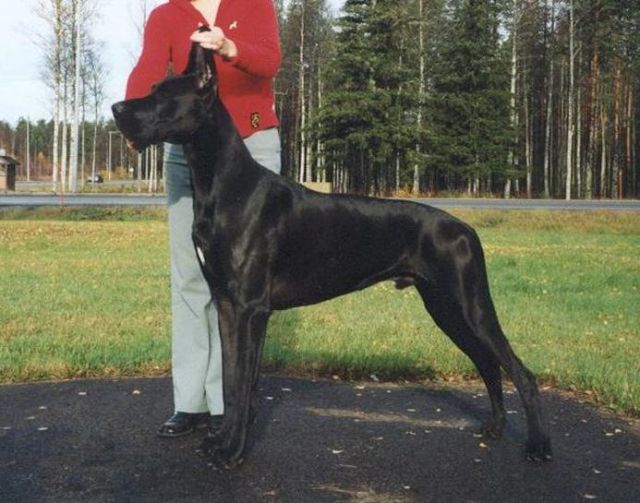 Dog Photo
