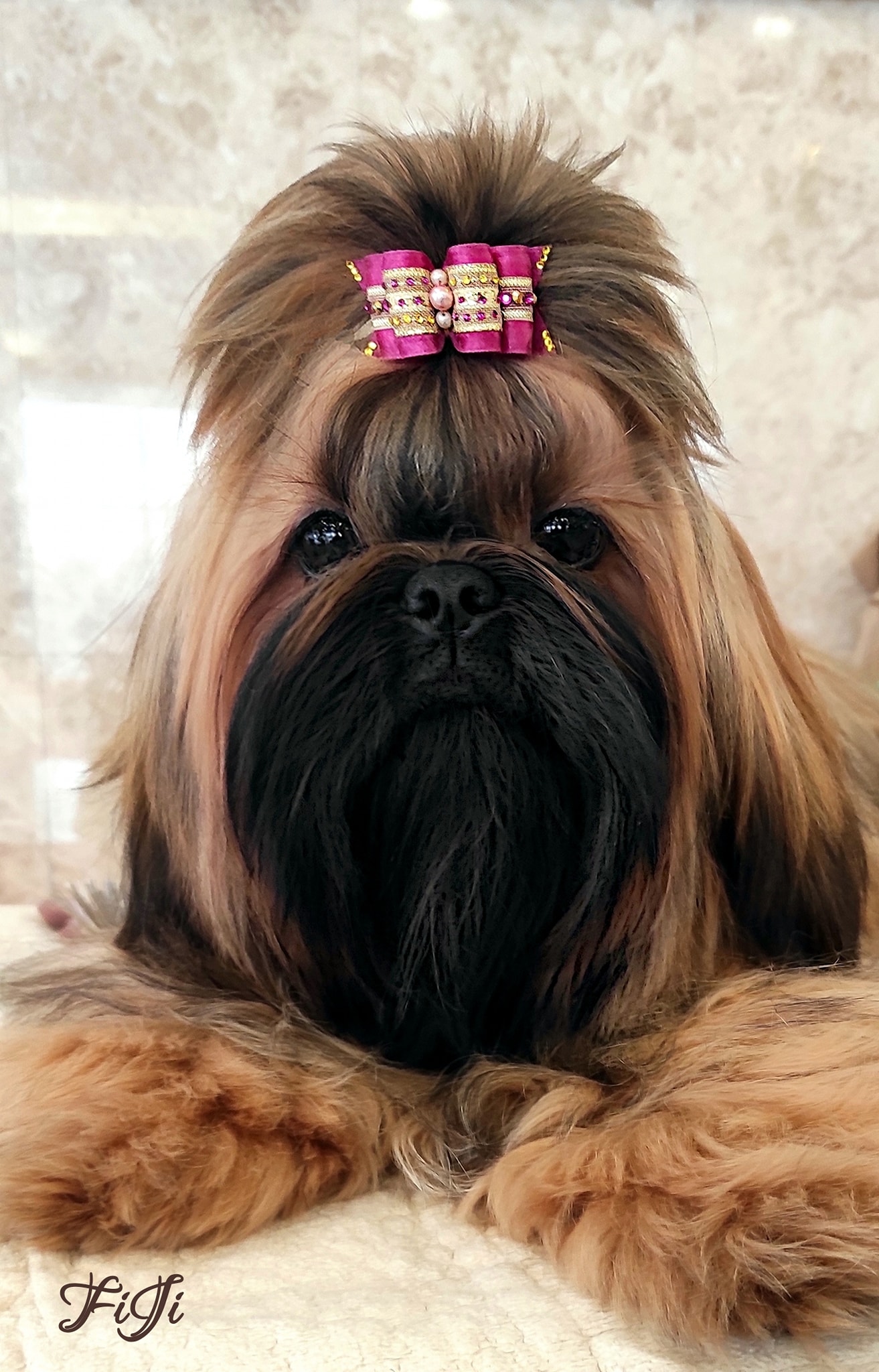 Dog Photo