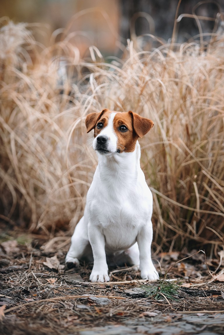 Dog Photo