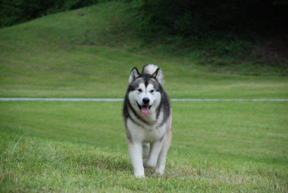 Dog Photo