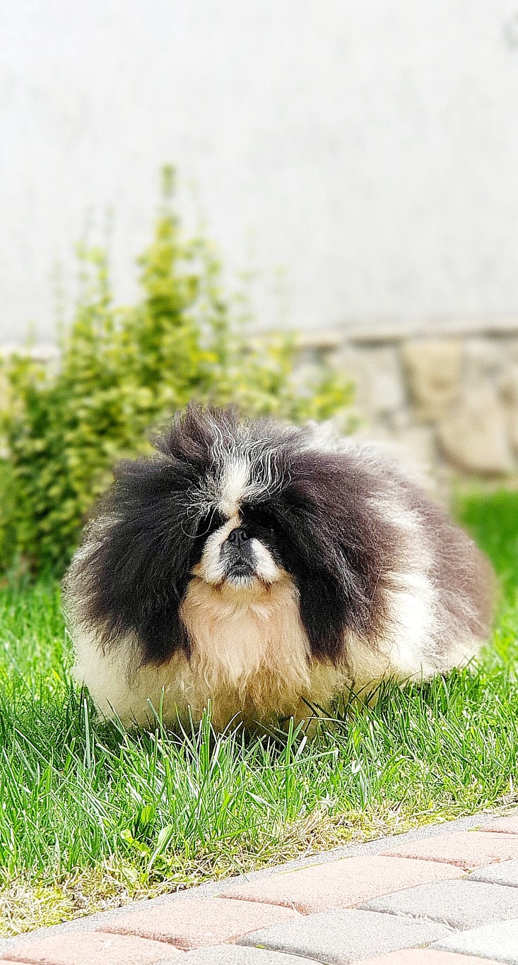 Dog Photo