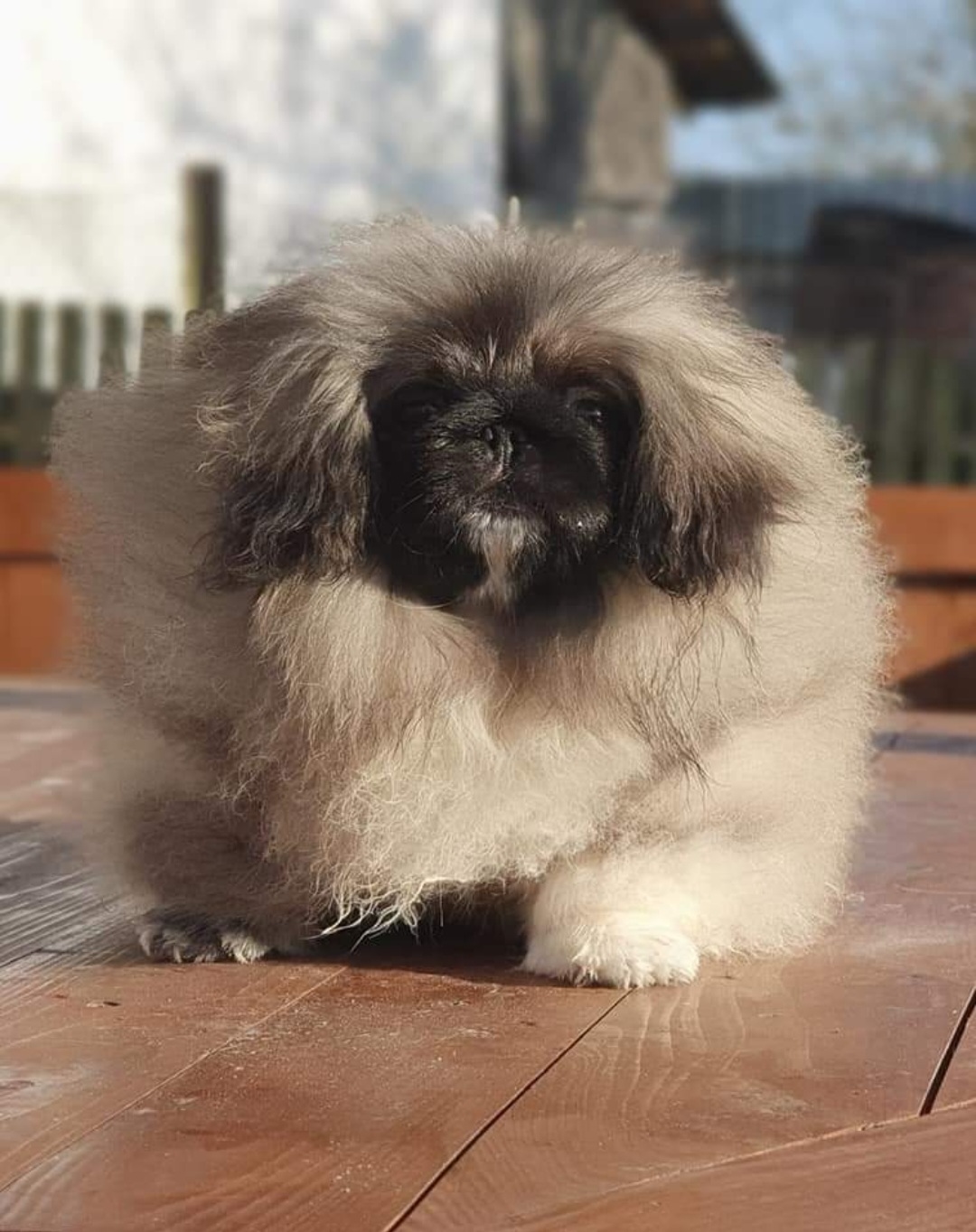 Dog Photo