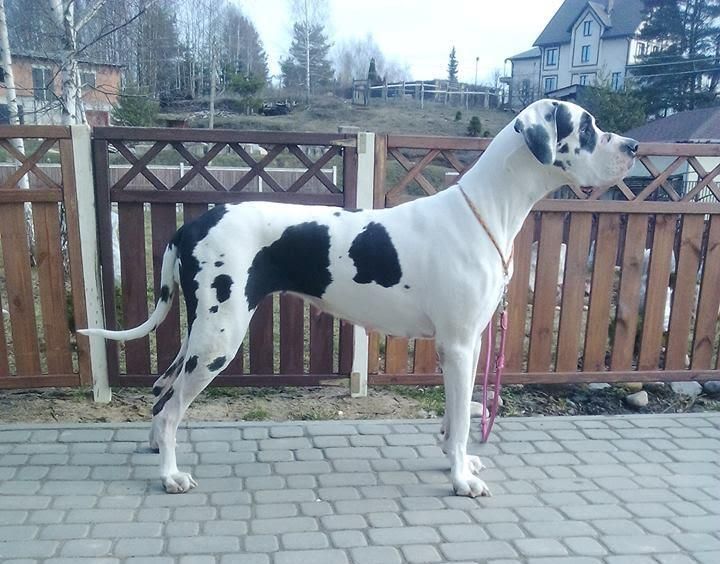 AMELI GUARDIAN INNER LIGHT