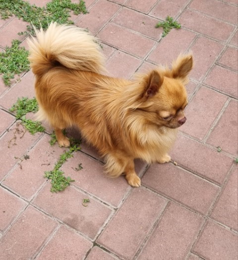 Dog Photo