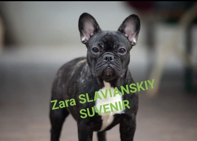 ZARA SLAVIANSKIY SUVENIR