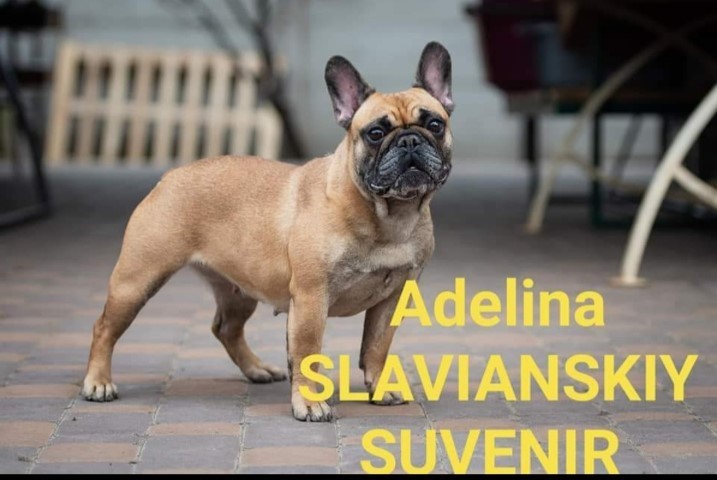 ADELINA SLAVIANSKIY SUVENIR