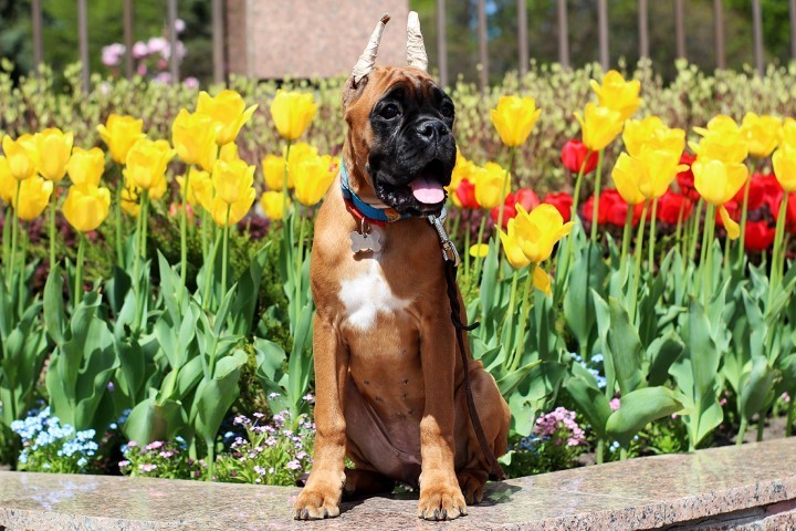 Dog Photo
