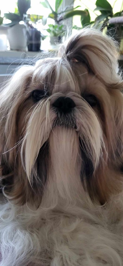 Dog Photo