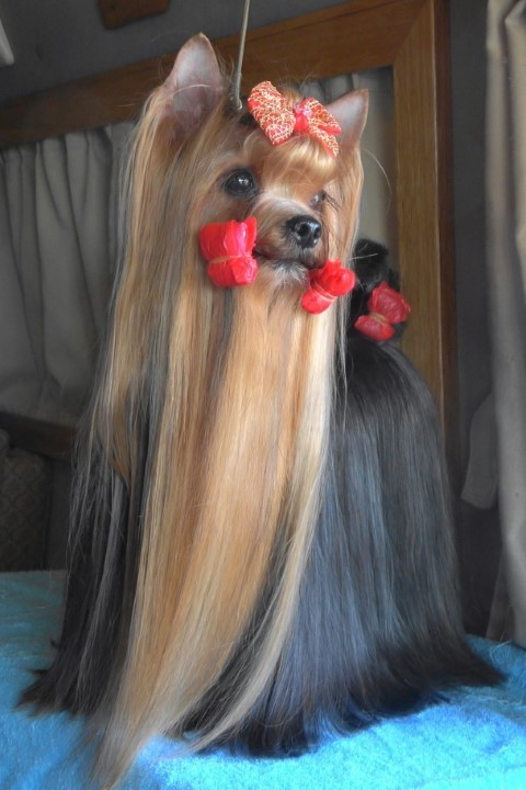 Dog Photo