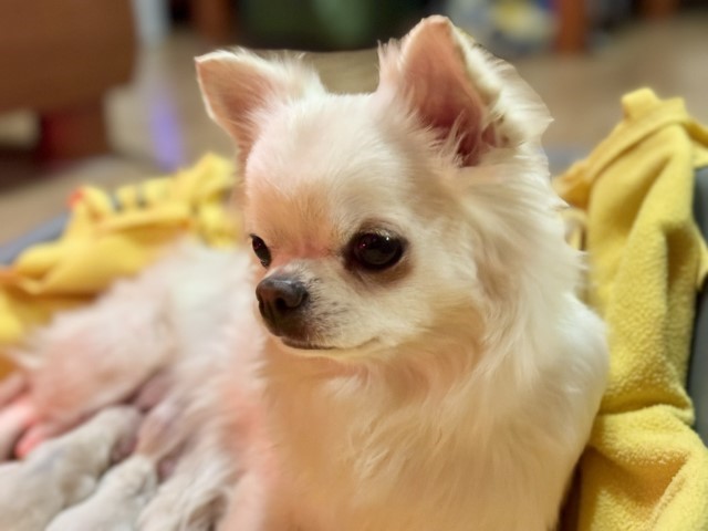 Dog Photo