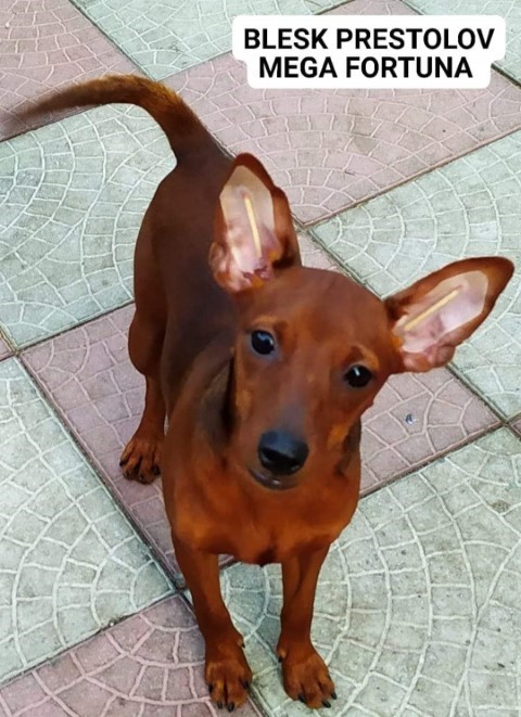 Dog Photo