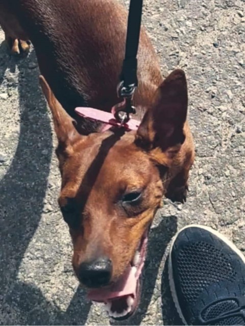 Dog Photo