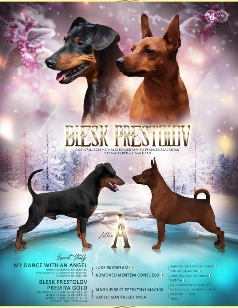 Dog Photo