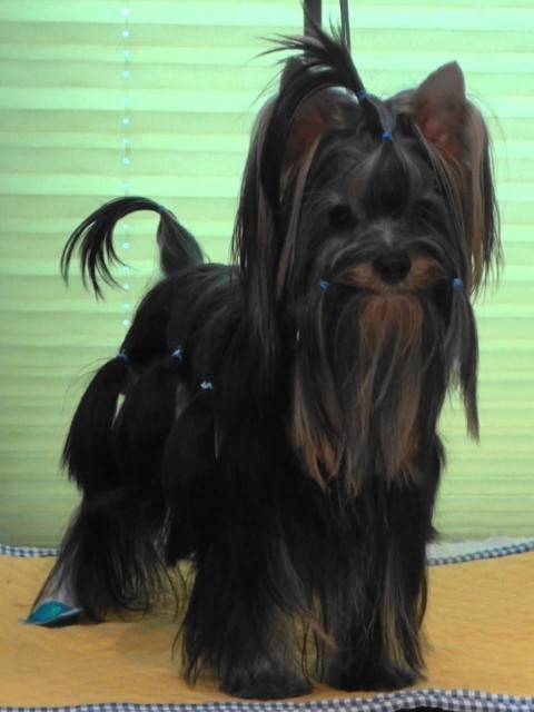 Dog Photo