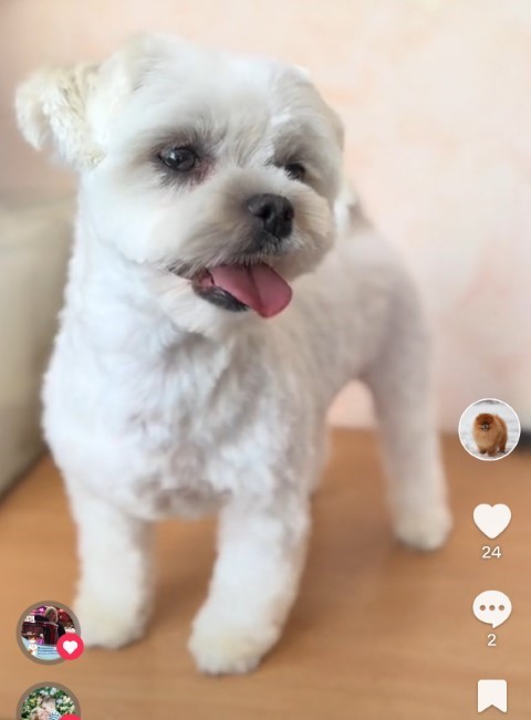 Dog Photo
