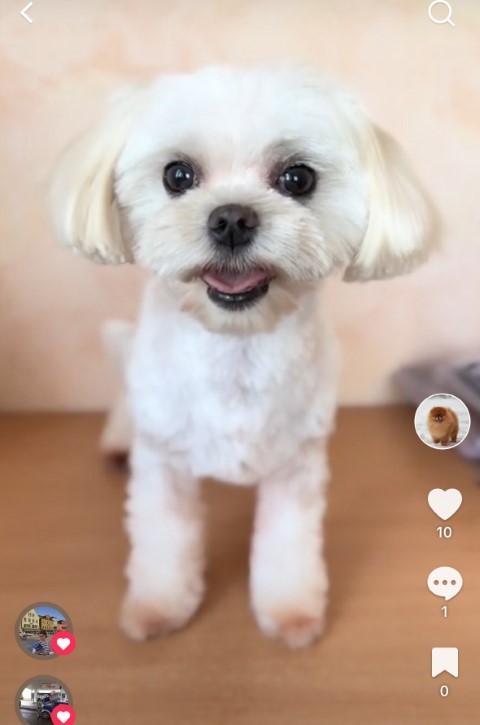 Dog Photo