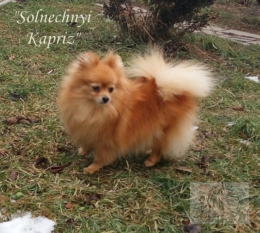 Dog Photo