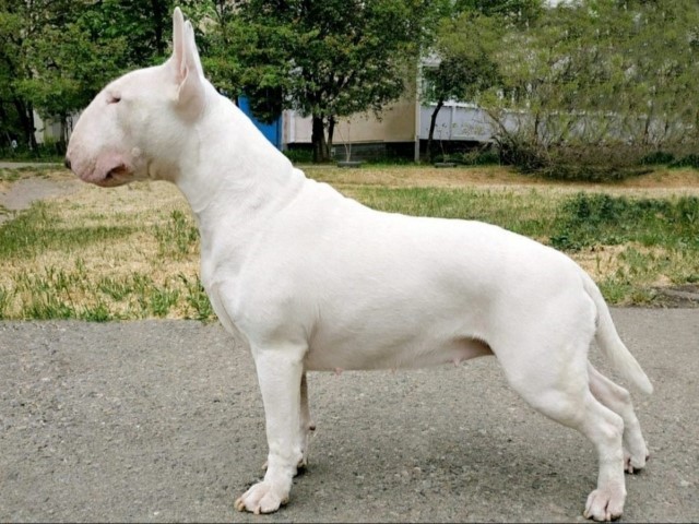 Dog Photo