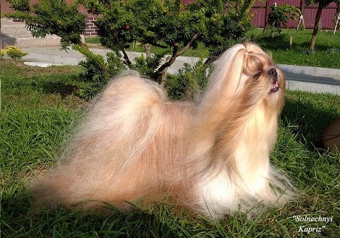 Dog Photo