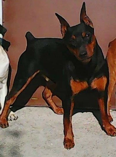 Dog Photo
