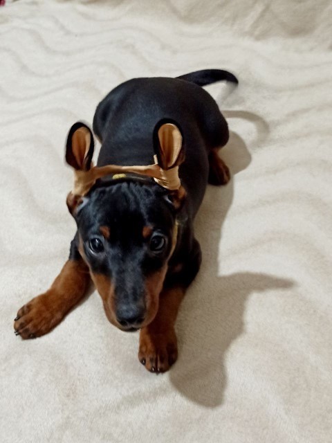 Dog Photo