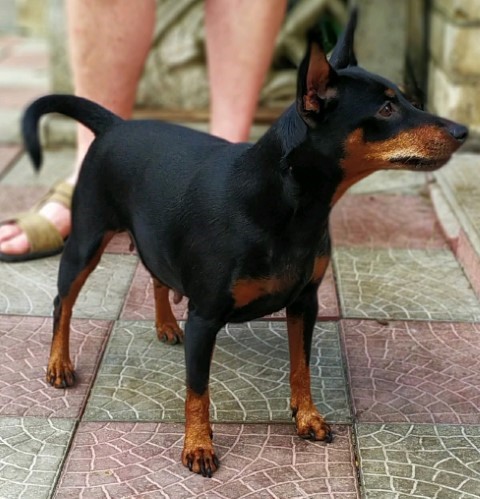 Dog Photo