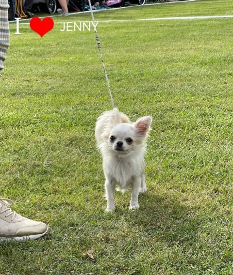 Dog Photo