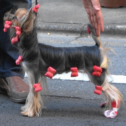 Dog Photo
