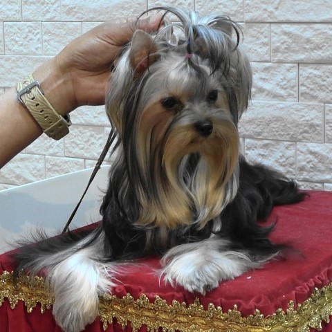 Dog Photo