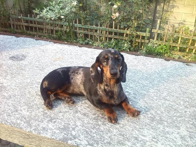 Dog Photo