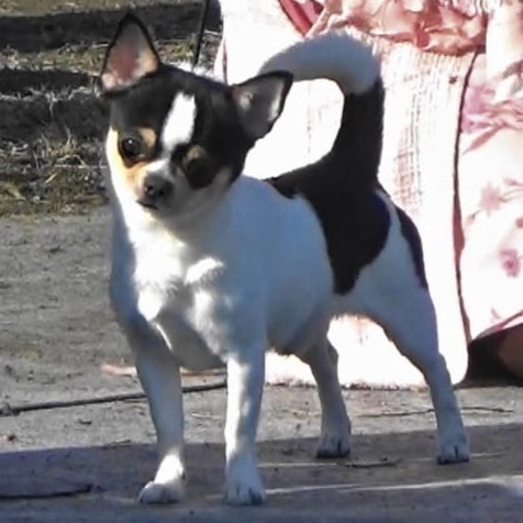 Dog Photo