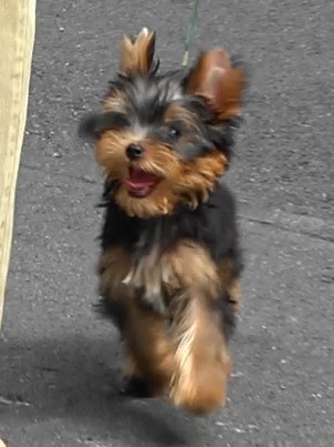Dog Photo