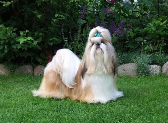 Dog Photo
