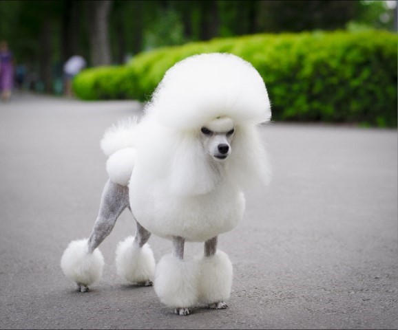 Dog Photo