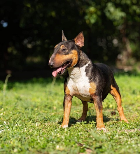 Dog Photo