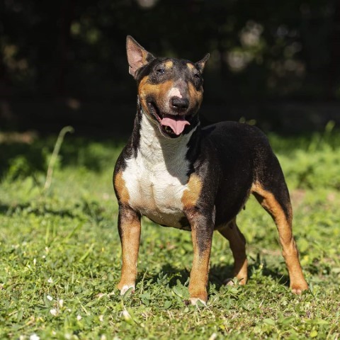 Dog Photo