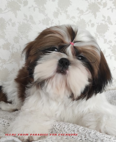 ILENE FROM PARADISE FOR EVERYONE