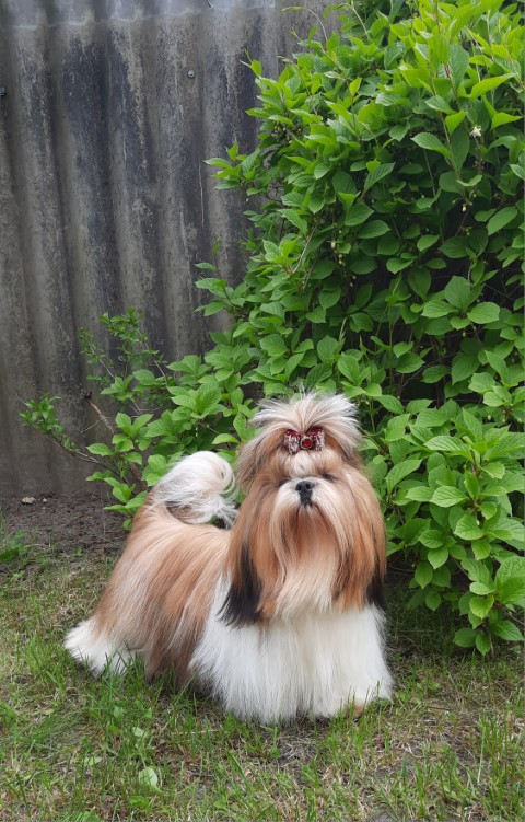 Dog Photo