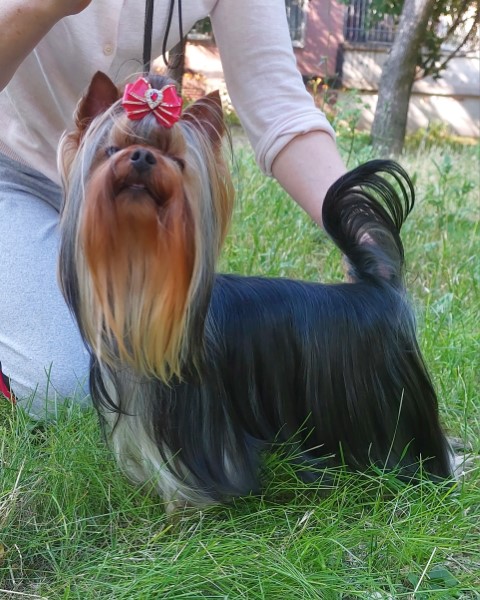 Dog Photo