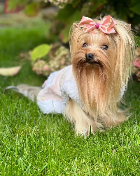 Dog Photo