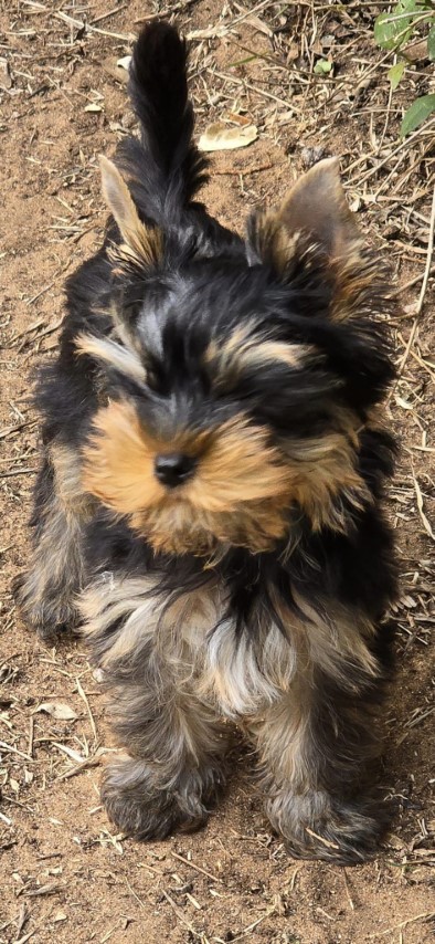 Dog Photo