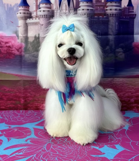 Dog Photo