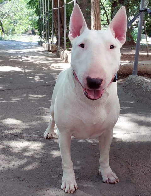 Dog Photo