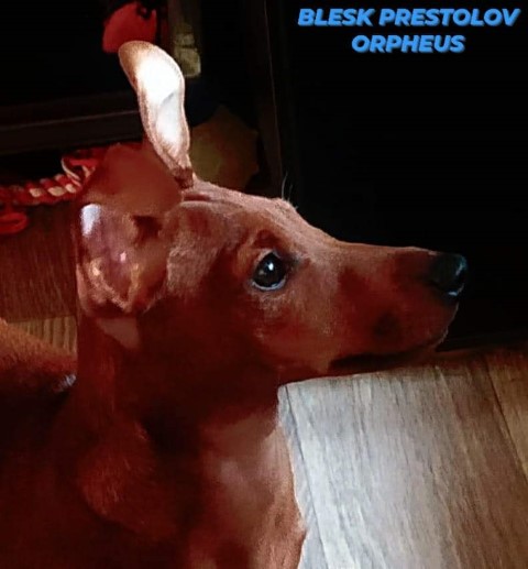 Dog Photo