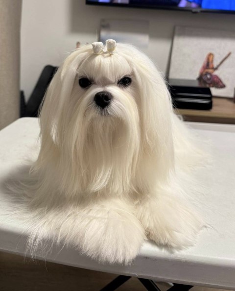 Dog Photo
