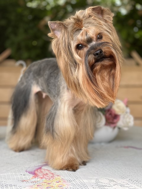 Dog Photo