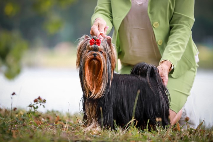 Dog Photo